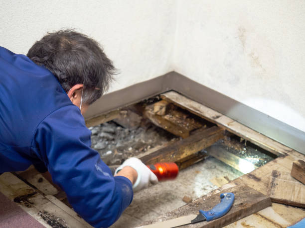 Best Water Damage Restoration  in Rome, IL