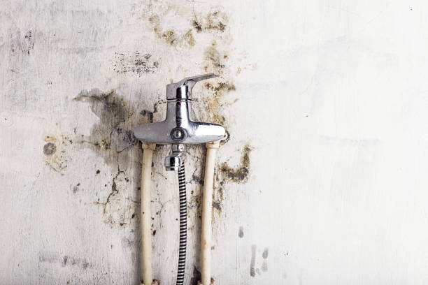 Best Black Mold Removal  in Rome, IL