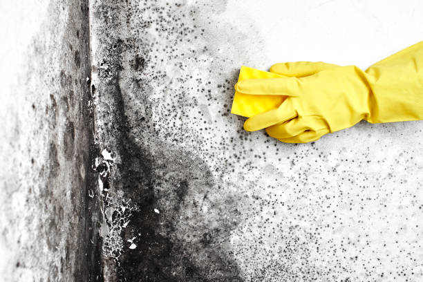 Best Residential Mold Removal  in Rome, IL