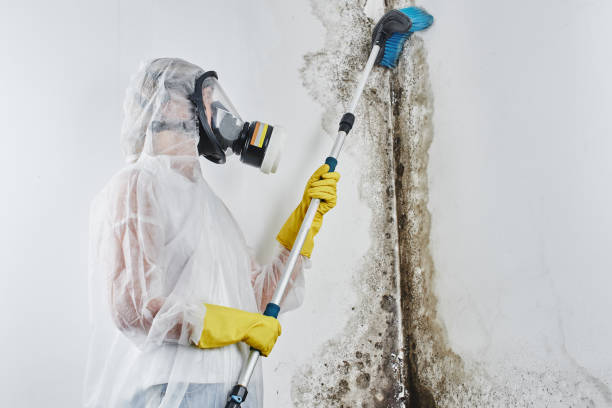 Best Certified Mold Removal  in Rome, IL