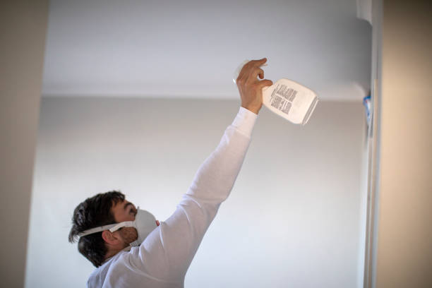 Best Mold Removal Company Near Me  in Rome, IL