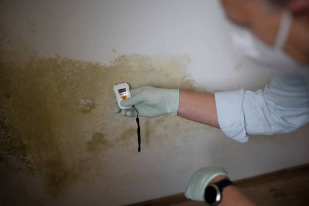Best Attic Mold Removal  in Rome, IL