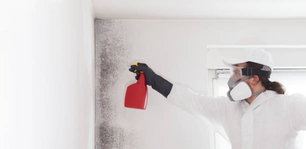 Best Emergency Mold Removal  in Rome, IL