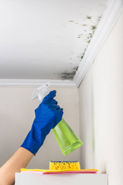Best Mold Cleaning Services  in Rome, IL