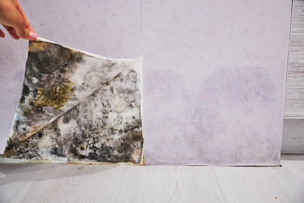 Mold Removal Process in Rome, IL